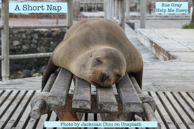 Seal asleep on a bench