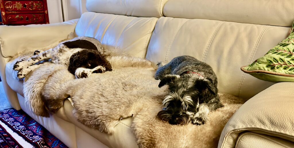 Dogs resting on a sheepskin rug on a sofa, choosing a warm and comfortable natural fibre surface