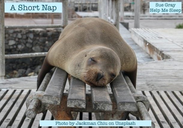 Seal asleep on a bench